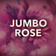 WHOLESALE REAL PRESERVED JUMBO ROSE KEEPSAKE 4 PIECES PER DISPLAY 25008