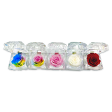 WHOLESALE REAL PRESERVED ROSE KEEPSAKE 12 PIECES PER DISPLAY 25074