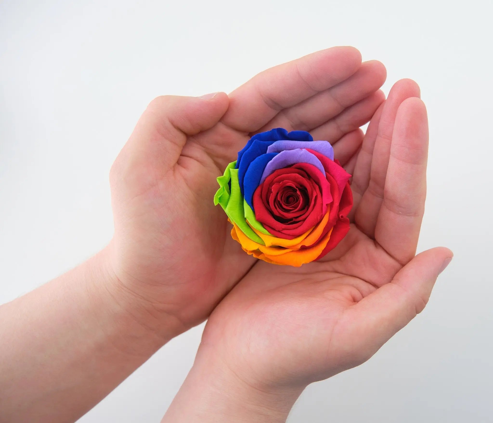 WHOLESALE REAL PRESERVED ROSE KEEPSAKE - STORE SURPLUS NO DISPLAY - 12 PIECES PER PACK 24888L STORE SURPLUS